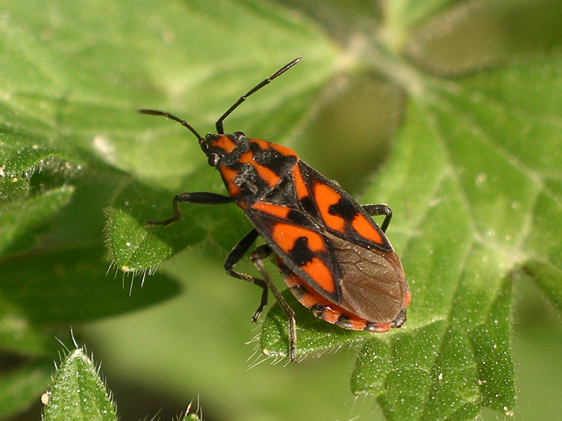 Alcuni eterotteri dei Colli Euganei